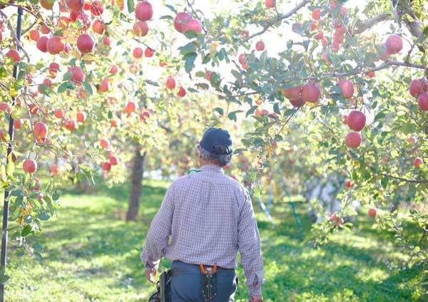 สวนผลไม้เมืองอาโอโมริ (aomori apple farm) 
